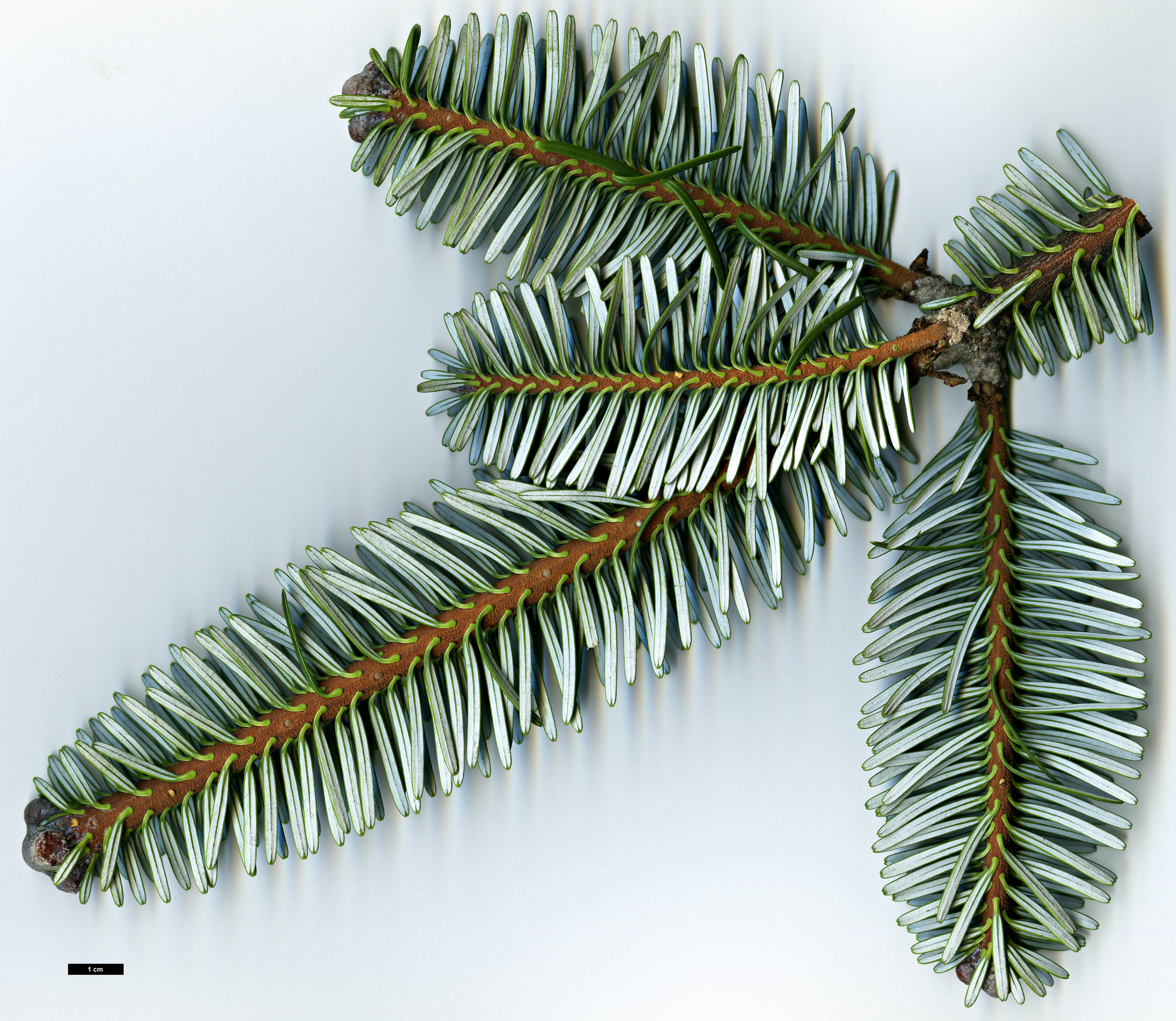 High resolution image: Family: Pinaceae - Genus: Abies - Taxon: forrestii - SpeciesSub: var. georgei